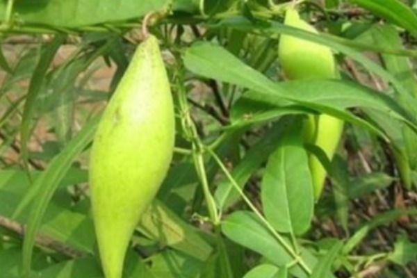 城市居民|农村特有的野果子,被当成野草,殊不知浑身都是宝,是天然的补品