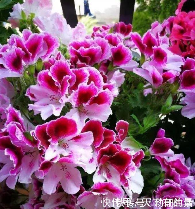 阳台上|4种花,堪称“开花机器”,随便一养开满盆,繁花似锦!