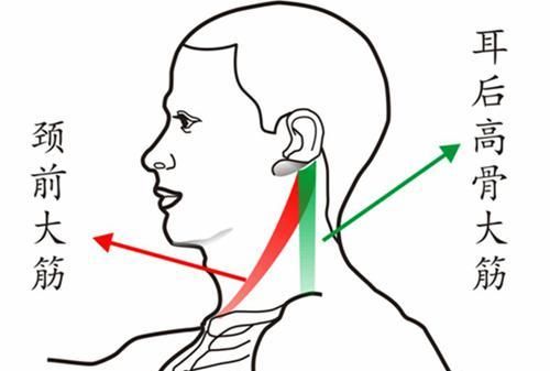  至少|脖子上有一条大筋，捏一捏至少可调37种疾病