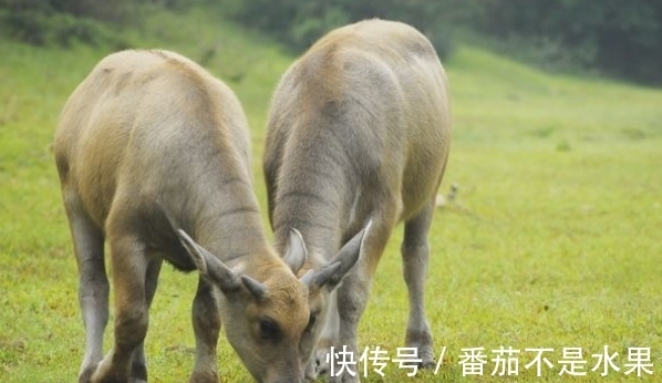 聪慧|10月8号后，重返巅峰，3生肖好运难挡，心想事成，职场平步青云