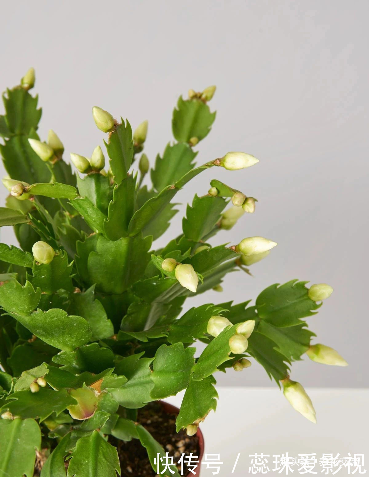 叶子|养盆栽蟹爪兰掌握10点就足够,看完就知道为啥叶子干瘪、不开花