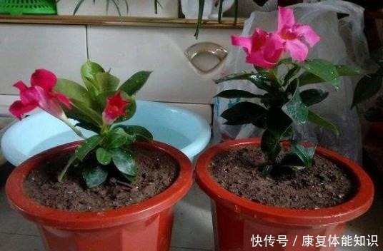 一种小花太神奇,一对叶子6朵花,养一棵开一片,室内室外都能养!