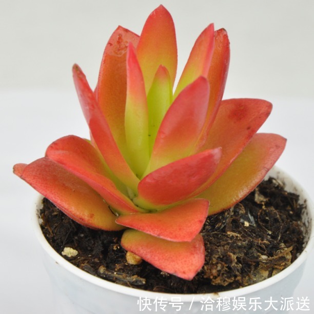 夏天多肉养不活那是你没找对方法,学一招帮它度过休眠期!