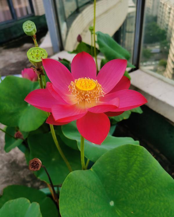 种植|能养阳台上养的荷花,有个碗就行,种植容易,开花超美,值得拥有