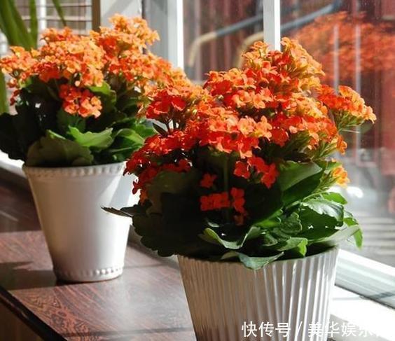 养长寿花、矮牵牛，甭太懒、太勤快！盆栽嗖嗖地开花、窜新叶