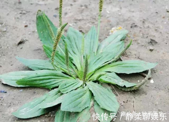 香椿|蒲公英、香椿、榆树钱、白蒿……一种野菜治一种病