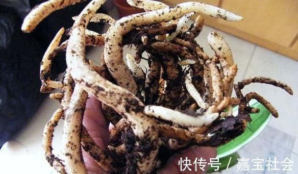 施肥|2种“废水”家家有,处理之后来浇花,根粗叶绿,半年不用施肥