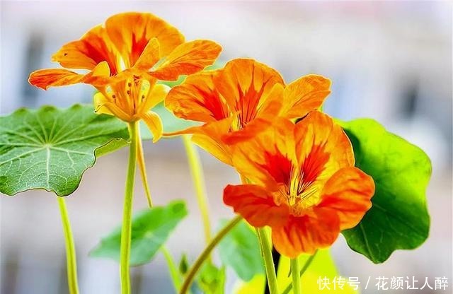 1种花,叶子精致花朵娇艳,香气浓郁全年开花,轻松阳台变花海