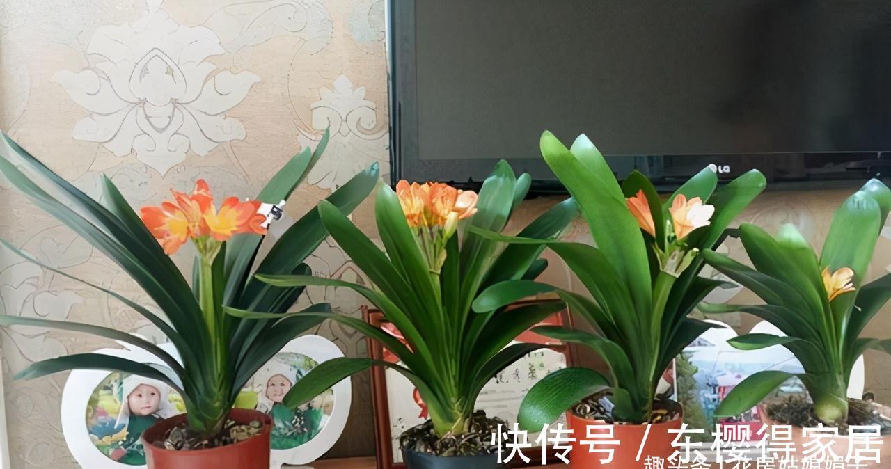 叶芽|君子兰不能随意“砍头”,操作需谨慎,要做好这几件事,成活率高