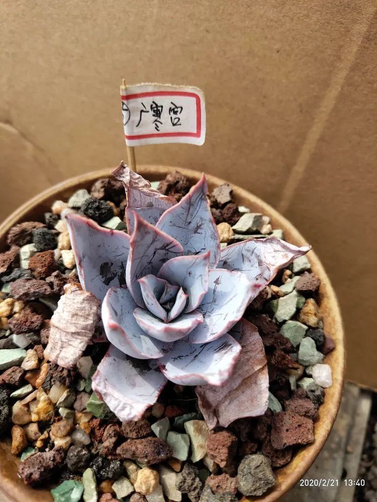 养肉多年的新手我相信它们一定可以变得更美丽！