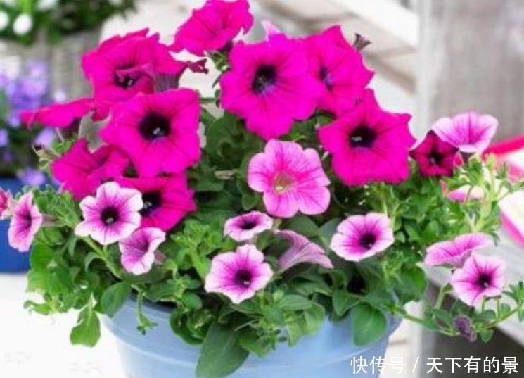 “3种花”养家里,满屋飘香,比香水还好闻,你养了吗?