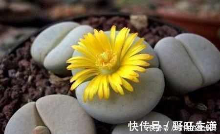 观音莲|推荐6款多肉植物,皮实又好养,是家庭盆栽佳品,适合新手!