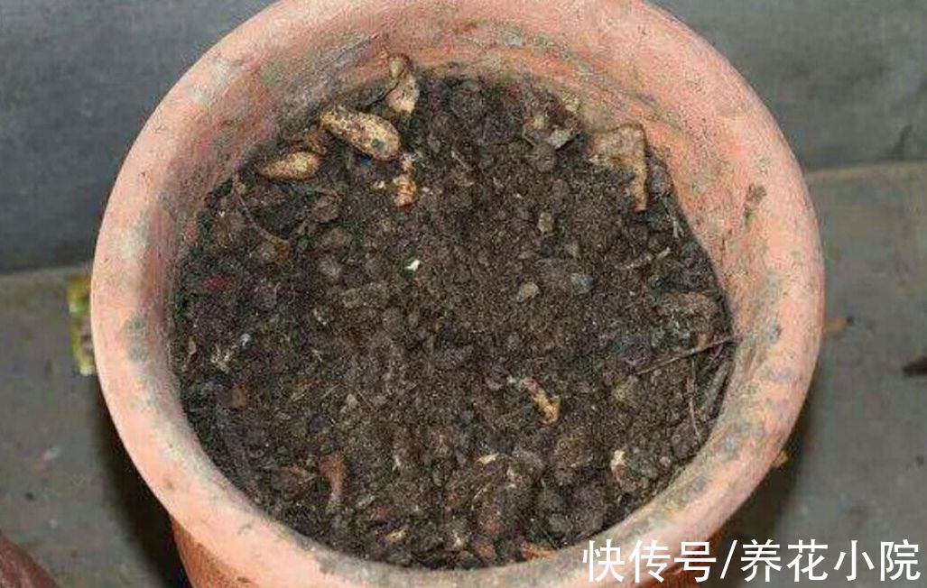 家庭养花，4种花土别乱用，否则啥花都养不好