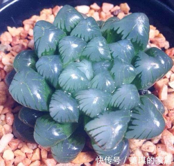 秋天养多肉玉露，“死记硬背”4个要点，叶片晶莹剔透美极了