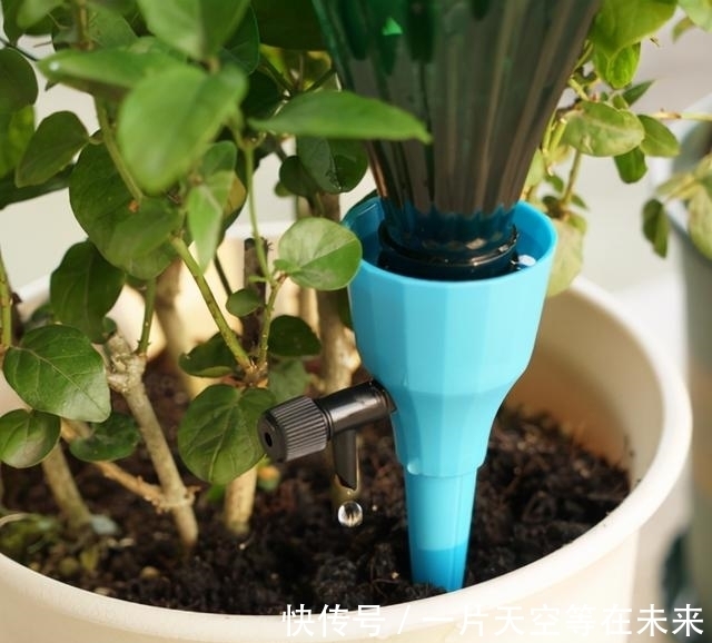 这些懒人“神器”,就是你养花的“绊脚石”,是养不好的主要原因