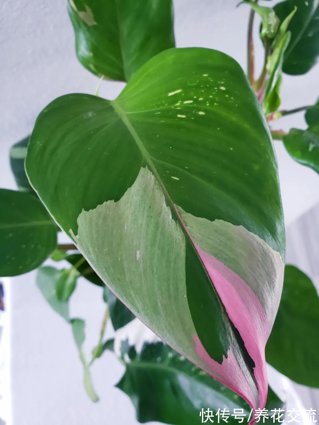 上百块一盆的粉公主蔓绿绒，比粉刚果蔓绿好太多，适合你养吗？