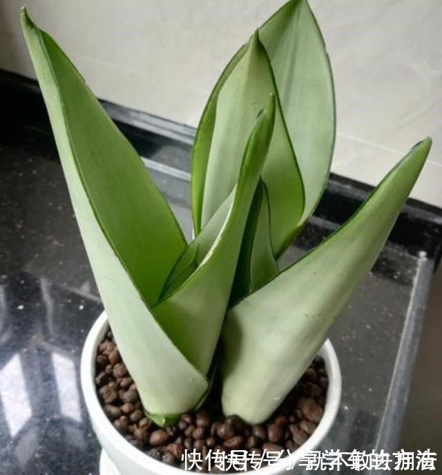 花盆|虎皮兰长得慢,不长小芽做好几点,生长快,出芽多,真正的爆盆!