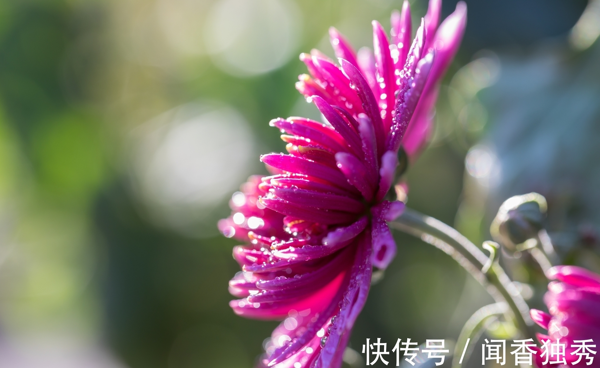 这首诗@描写菊花的一首诗,后面两句流传千古,有多少人还记得全篇?