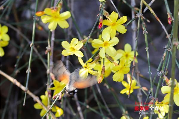 老年|环山路旁迎春绽 飘逸花瀑醉游人