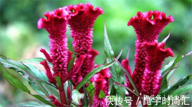 第一次养花，就养一些“开花精品”鸡冠花，造型奇特，绚丽多彩
