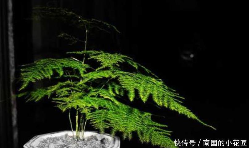绿萝|6种花冬季不要晒太阳，它喜荫怕晒，卧室卫生间这些地方最合适！