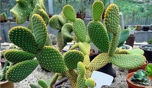 3种好养的花卉，丢盆里就能活，新手也会养！