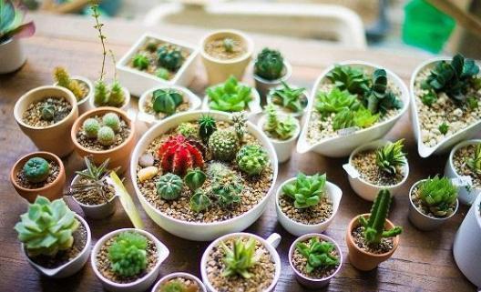 新手小白养殖多肉植物,想要个个长爆盆需多注重5个小技巧