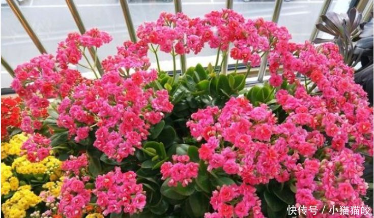 2种花,一根枝条插盆里就活,开花漂亮又好养,家家必备