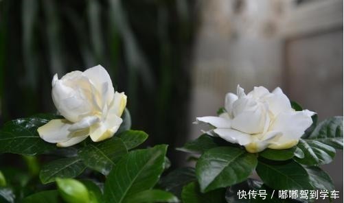 栀子花变美5步走,“傻小白”都能养出好花来,白花一朵接一朵!