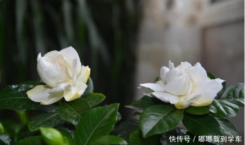 栀子花变美5步走，“傻小白”都能养出好花来，白花一朵接一朵！