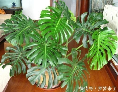 室内没有光照,养4种耐阴花卉,绿叶满盆不在话下