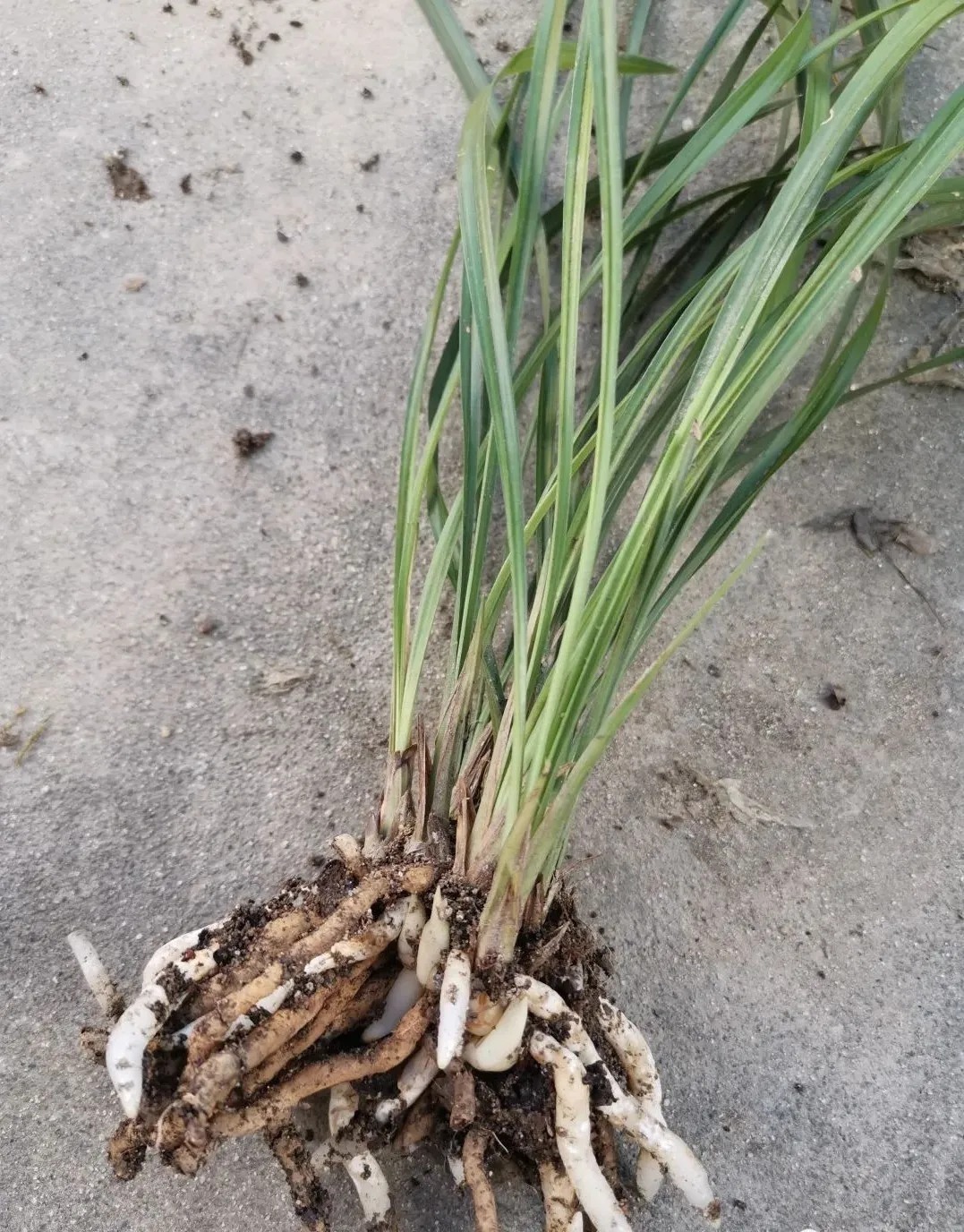 学会使用兰菌,兰花成活率倍增,无论春兰或蕙兰,新手兰友也能懂