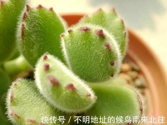 60种多肉图鉴及养护要点，1分钟学会，超全超实用！
