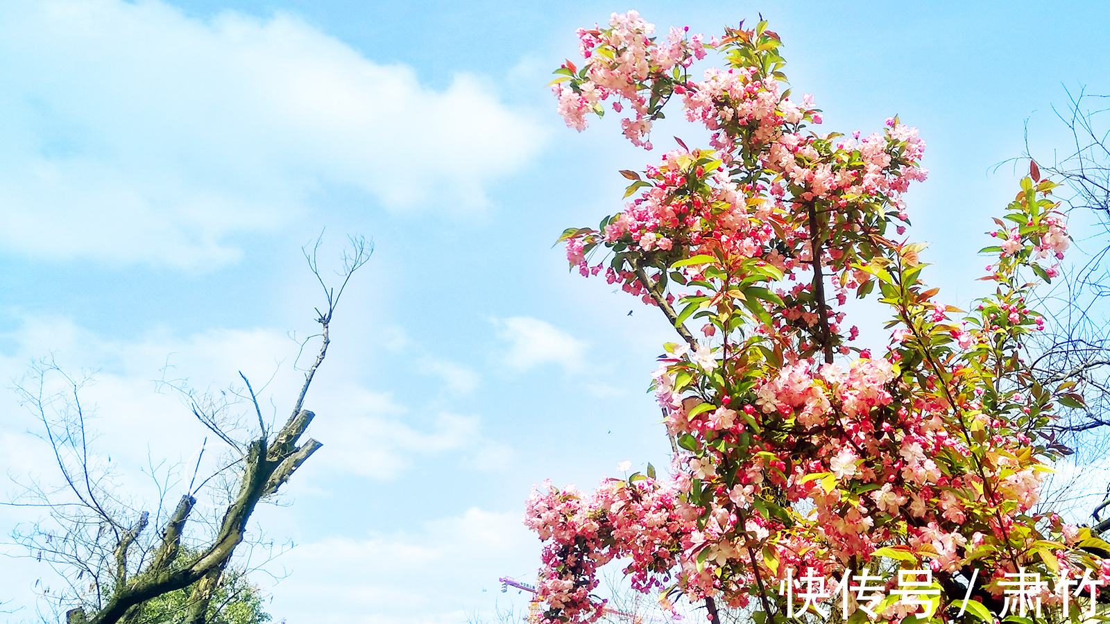 天空|鸟儿属于天空,而我只是守巢人