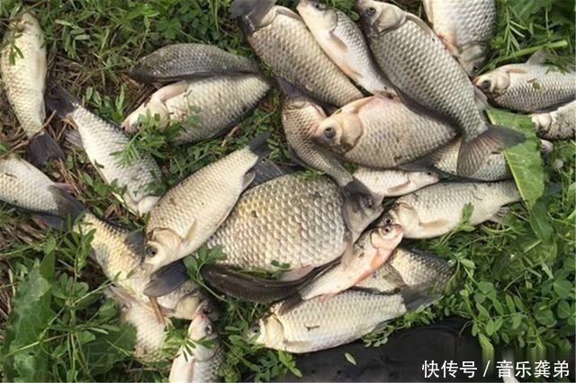 钓鱼调漂技巧为何很多钓友喜欢调平水钓2目,原因在这里