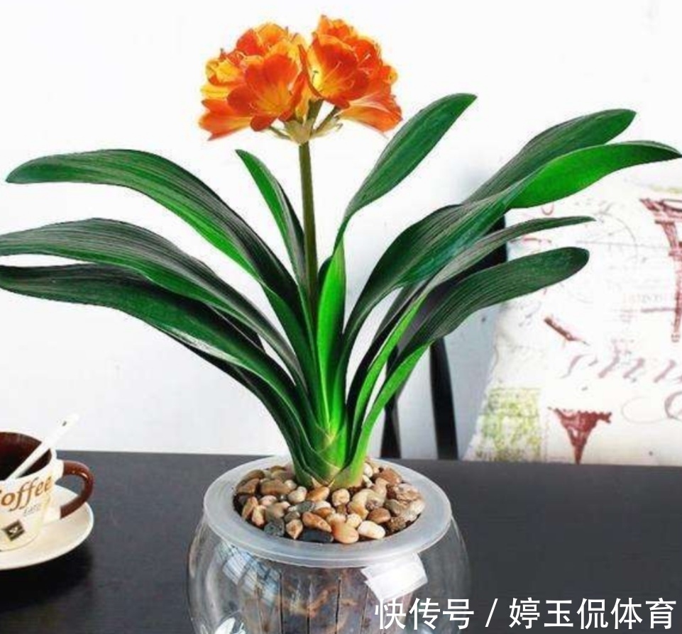 有害气体|6种漂亮的植物,适合在卧室养,能缓解疲劳,改善睡眠