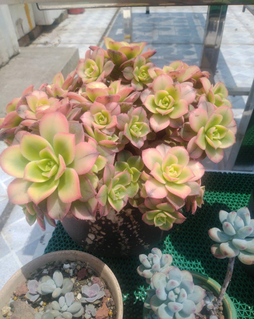 花芽|多肉长势差,这“三位置”剪一剪,“夏不黑腐”株型紧凑又好看