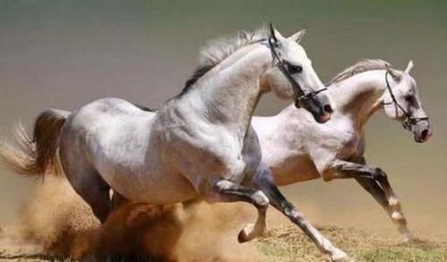 千里马$古人有训“马看四蹄,人看四相”,是哪四相?老祖宗的识人经验