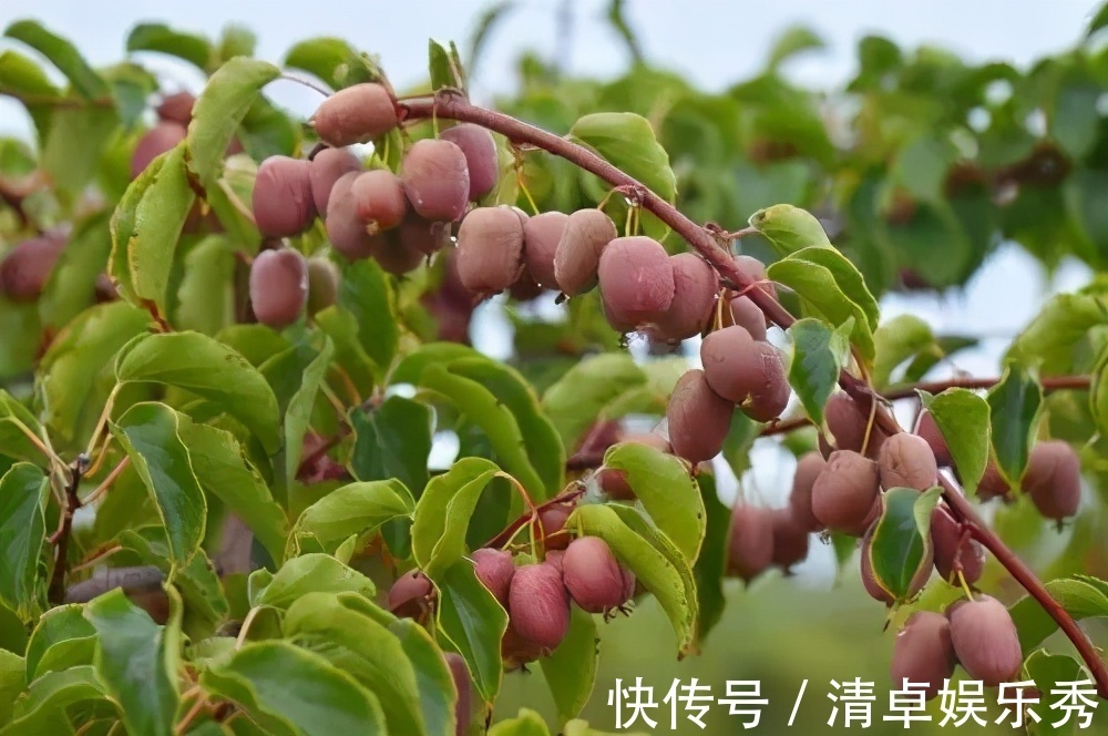 桂花树|家门口种3棵树，家财就常驻，旺宅又养人，富贵人家都养了