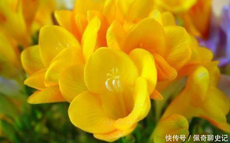 小花|冬天养护此几款小花,家里变成百花园,高雅艳丽