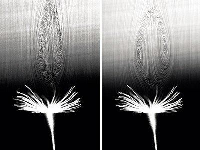 科学家发现蒲公英种子冠毛会产生“涡旋环” 可进行长距离飞行
