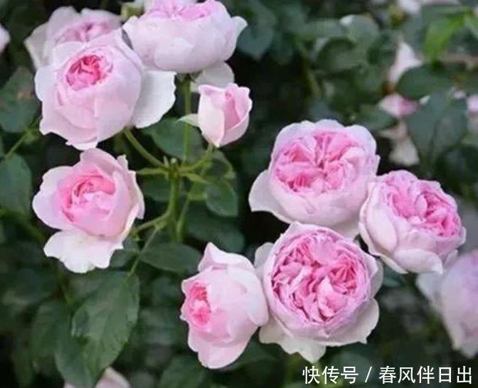 4种福运花，自带福气好养活，养在哪里都爆盆，好运到来