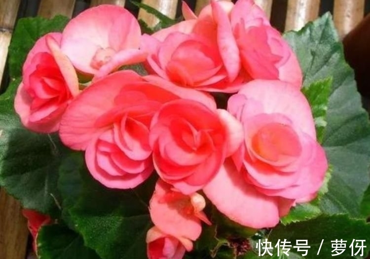 四季海棠四季海棠|4种花深受花友的喜欢，开花爆盆很简单，长势猛，一个月就爆盆！