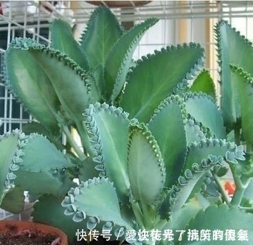 不死鸟|有一种不死花,一片叶子就可重生,开出来的花让很多人如痴如醉!