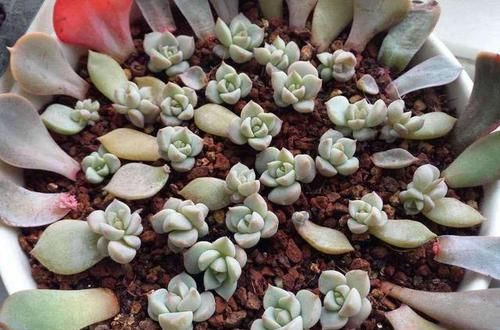  不易|高温养多肉确实不易，跟着养护专家做，可以复制出好几盆