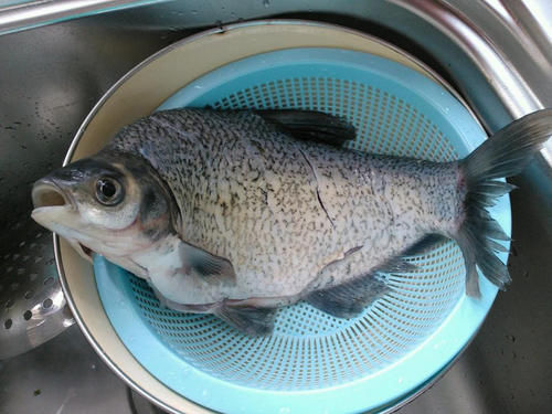 去鱼鳞原来很简单，只需一个塑料袋，干净卫生不脏手，真实用