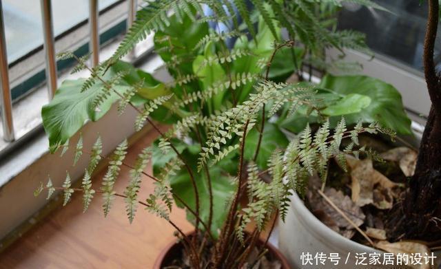 山上这种野草是制作盆栽的好材料,遇见了不要错过,能赚钱