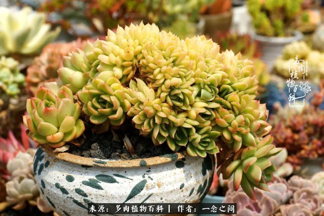 群友聊多肉没有最二只有更二,爆笑百科二群的二货二事!