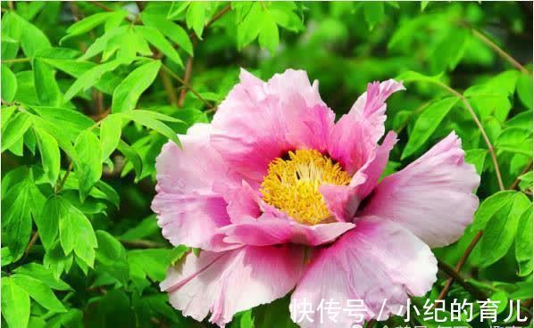 女人|天生“旺夫享福”的4大生肖女,不拜金不攀比,娶到就是赚到!