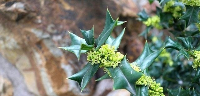 有功效|这树挺稀奇! 农民讨厌它, 中医喜欢它, 但最喜欢它的还是西方人